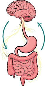 GUT BRAIN AXIS- gut microbiome test